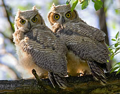 2owls